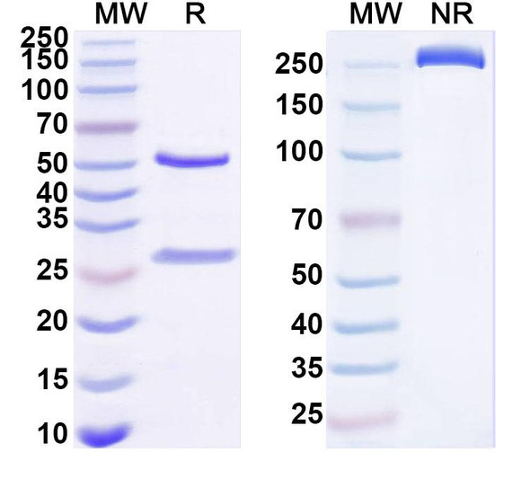 Anti-Human IL25/IL17E Recombinant Monoclonal Antibody (H4H10) - SDS-PAGE