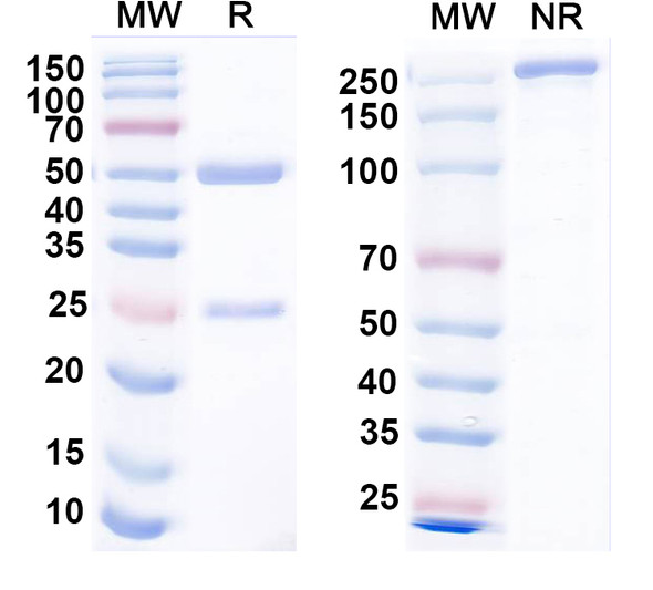 Anti-Dengue and Zika virus EDE1 Recombinant Monoclonal Antibody (EDE1C10) - SDS-PAGE