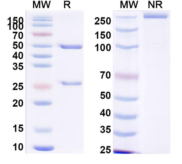 Anti-Human COL2A1 Recombinant Monoclonal Antibody (ACC2/3) - SDS-PAGE