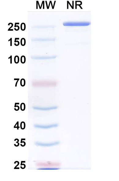 Anti-Human MMP14 Recombinant Monoclonal Antibody (LEM-2/15) - SDS-PAGE