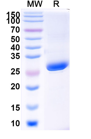 Anti-SARS-CoV-2 RBD Recombinant Monoclonal Antibody (1E4#) - SDS-PAGE