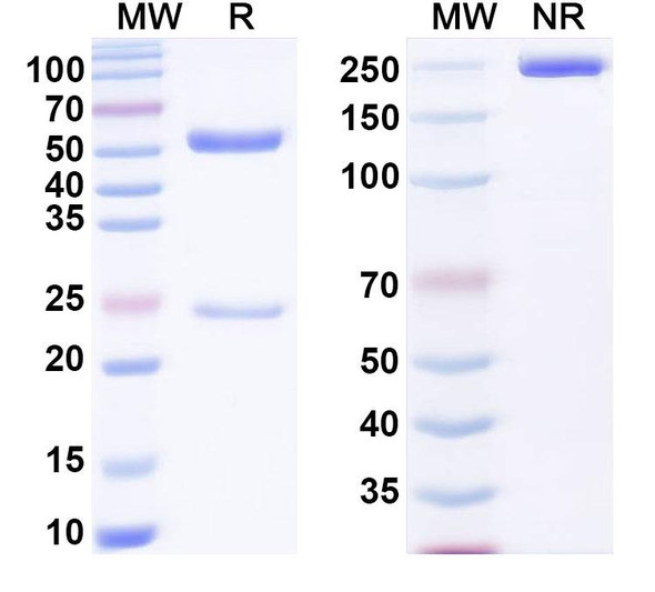 Anti-α-Gal Epitope (Galα1-3Galβ1-4GlcNAc-R) Recombinant Monoclonal Antibody (G9) - SDS-PAGE