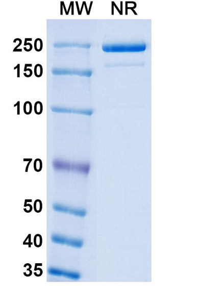 Mouse Anti-Monkeypox virus/MPXV H3L Recombinant Monoclonal Antibody (SAA0282) - SDS-PAGE