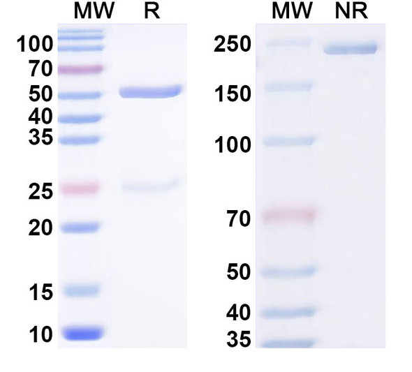 Anti-Phospho-Tau (pS713) Recombinant Monoclonal Antibody (C5.2) - SDS-PAGE