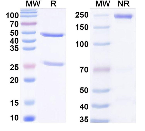 Anti-Phospho-POLR2A-CTD (p(YSPTSPSYSPTSPS)) Recombinant Monoclonal Antibody (S7) - SDS-PAGE