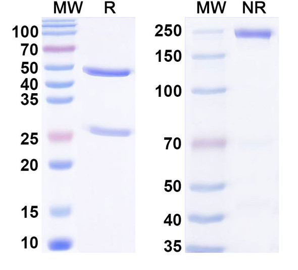 Anti-Phospho-POLR2A-CTD (p(YSPTSPSYSPTSPS)) Recombinant Monoclonal Antibody (2ndS2) - SDS-PAGE