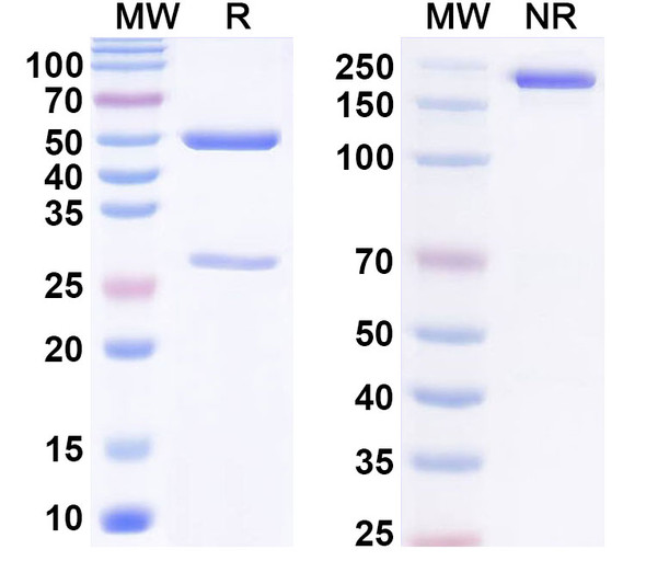 Anti-Phospho-POLR2A-CTD (p(YSPTSPSYSPTSPS)) Recombinant Monoclonal Antibody (S7S5) - SDS-PAGE