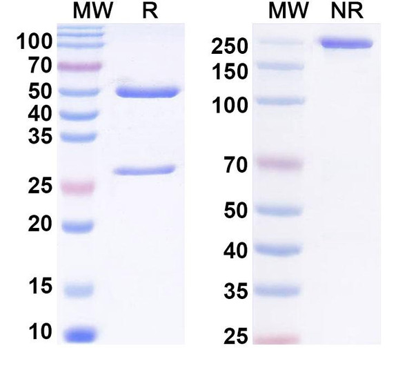 Anti-Phospho-STAT3 (pY705) Recombinant Monoclonal Antibody (SAA0302) - SDS-PAGE