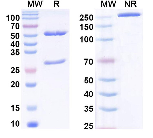 Anti-Phospho-CREB1 (pS133) Recombinant Monoclonal Antibody (SAA0304) - SDS-PAGE