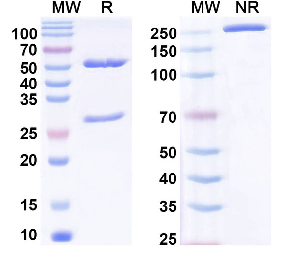 Anti-Phospho-Histone H3 (pT11) Recombinant Monoclonal Antibody (N123/19) - SDS-PAGE
