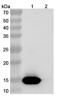 Anti-Phleum pratense PHLPII/Phlp2 Recombinant Monoclonal Antibody (HuMab2) - WB