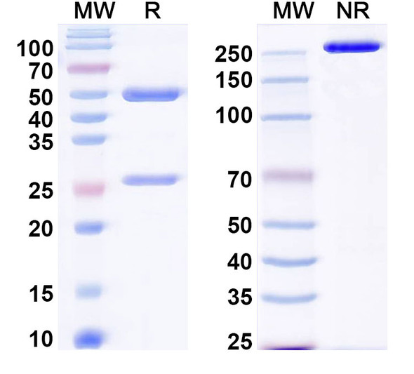 Anti-Plasmodium falciparum MSA2/MSP2 Recombinant Monoclonal Antibody (6D8) - SDS-PAGE