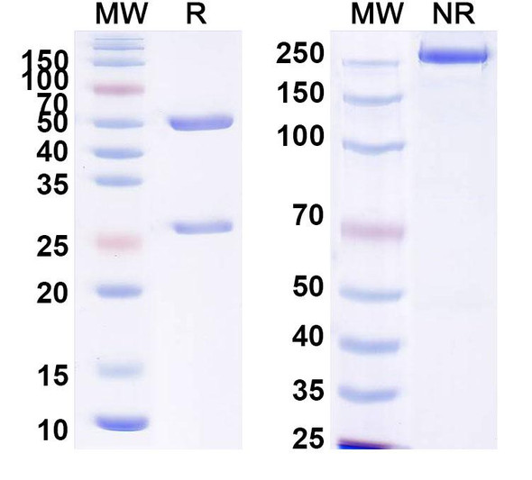 Anti-Human Fibrin Recombinant Monoclonal Antibody (59D8) - SDS-PAGE