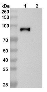 Anti-EBV/HHV-4 gH/BXLF2 Recombinant Monoclonal Antibody (CL59) - WB