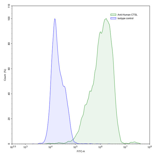 Anti-Human CTSL Recombinant Monoclonal Antibody (3D8) - flow