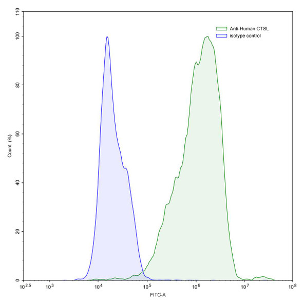 Anti-Human CTSL Recombinant Monoclonal Antibody (3D8) - flow