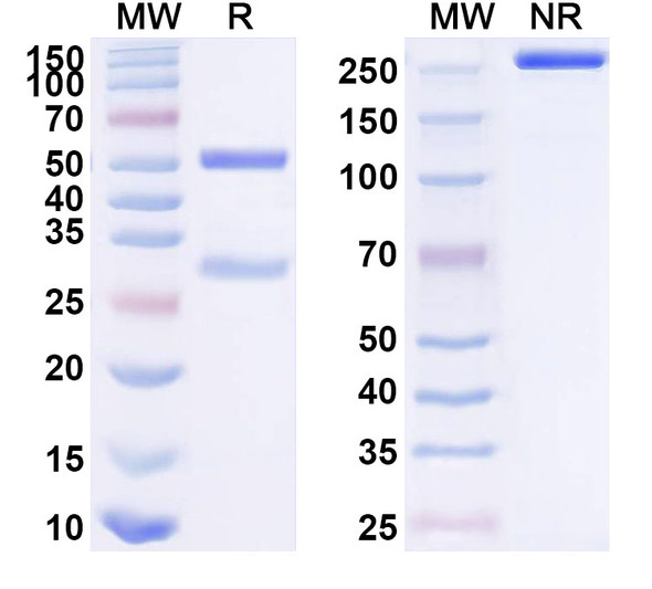 Anti-Human Gal-10/CLC Recombinant Monoclonal Antibody (1D11) - SDS-PAGE