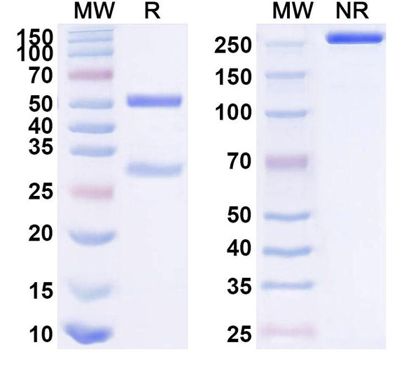 Anti-Human Gal-10/CLC Recombinant Monoclonal Antibody (1D11) - SDS-PAGE
