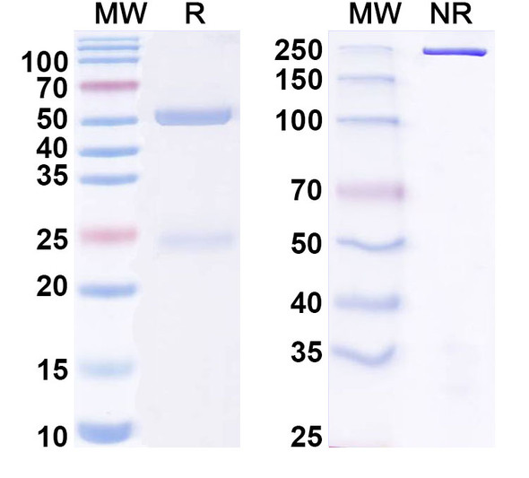 Anti-Rat GRIA1/GluR-1 Recombinant Monoclonal Antibody (11B8) - SDS-PAGE