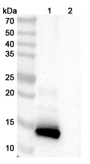 Anti-Human PTH(1-34) Recombinant Monoclonal Antibody (168g2/183k) - WB
