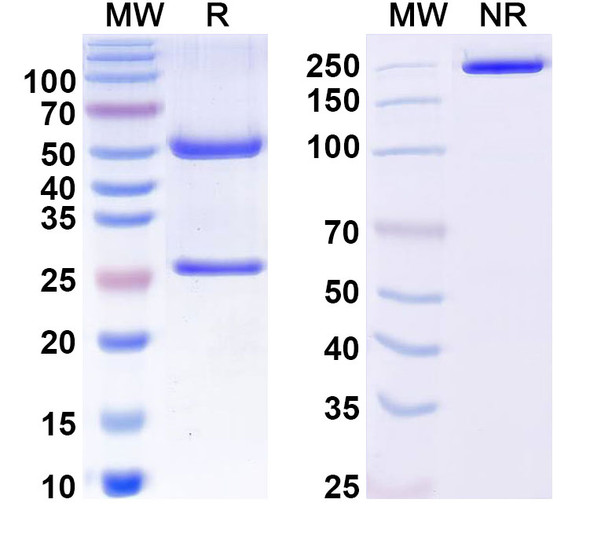 Anti-Human MAPT/Tau/PHF-tau Recombinant Monoclonal Antibody (RB86) - SDS-PAGE