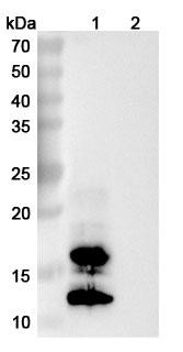 Anti-Vaccinia virus/VACV A27L Recombinant Monoclonal Antibody (188#) - WB