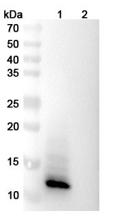 Anti-Vaccinia virus/VACV A27L Recombinant Monoclonal Antibody (203#) - WB