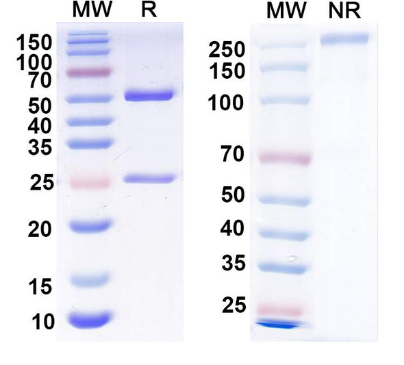 Anti-FMDV Capsid protein VP1 Recombinant Monoclonal Antibody (4C4) - SDS-PAGE