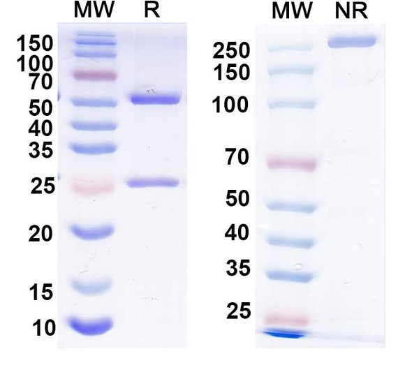Anti-FMDV Capsid protein VP1 Recombinant Monoclonal Antibody (4A2) - SDS-PAGE