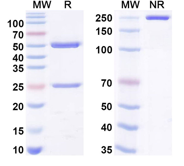 Anti-Human VEGFA Recombinant Monoclonal Antibody (G6-31) - SDS-PAGE