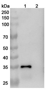 Anti-Dermatophagoides farinae DERF1/DERP1 Recombinant Monoclonal Antibody (4C1) - WB