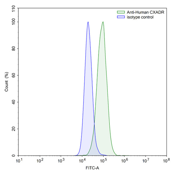 Anti-Human CXADR Recombinant Monoclonal Antibody (SAA0357) - flow