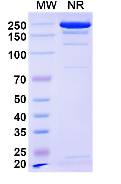 Anti-Escherichia coli O157:H7 FliC/Flagellin Recombinant Monoclonal Antibody (SAA0364) - SDS-PAGE