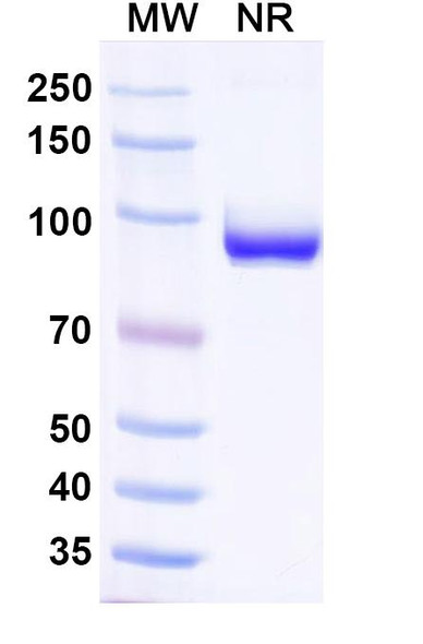 Anti-Influenza A virus NP/Nucleoprotein Recombinant Monoclonal Antibody (SAA0410) - SDS-PAGE