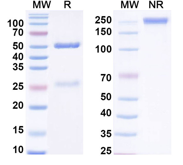 Anti-Human FGF13 Recombinant Monoclonal Antibody (N91/27.1R) - SDS-PAGE
