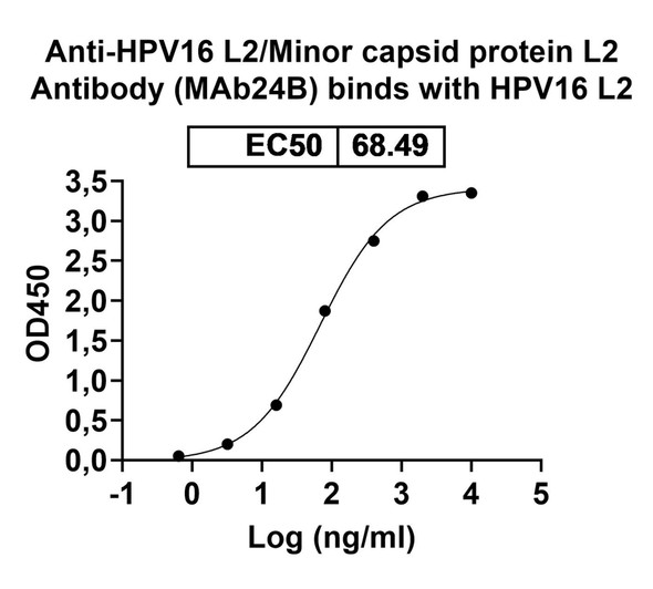 Anti-HPV16 L2/Minor capsid protein L2 Recombinant Monoclonal Antibody (MAb24B) - bioactivity-binding
