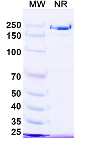 Anti-HPV16 L2/Minor capsid protein L2 Recombinant Monoclonal Antibody (MAb24B) - SDS-PAGE