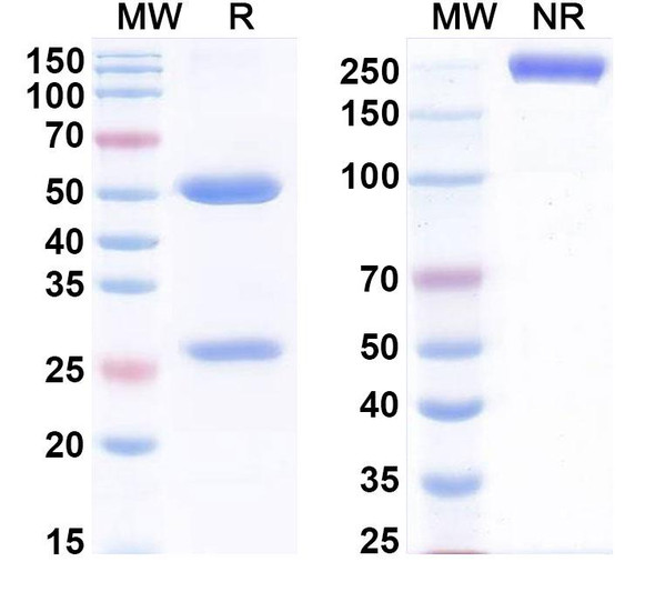 Anti-Cadmium-EDTA or Mercury-EDTA complexes Recombinant Monoclonal Antibody (SAA0523) - SDS-PAGE