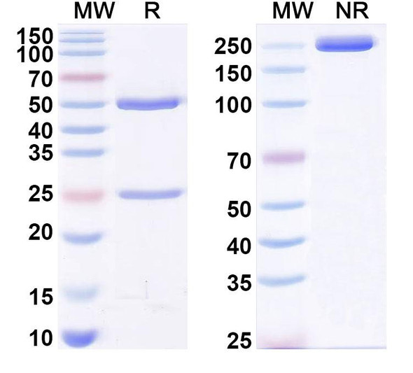 Anti-MTX/Methotrexate Recombinant Monoclonal Antibody (SAA0564) - SDS-PAGE