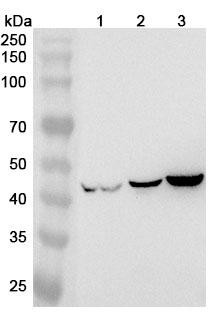 Anti-Human GFAP Recombinant Monoclonal Antibody (N206B/9R) - WB
