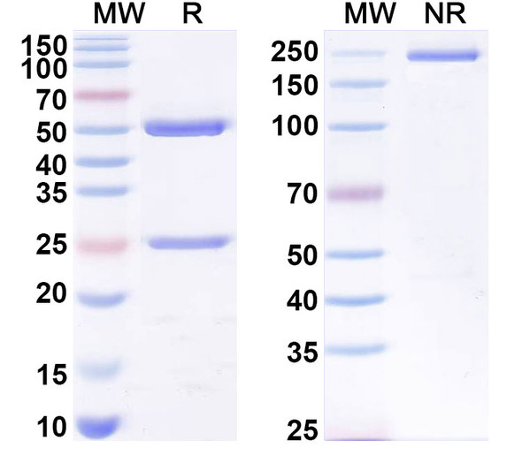 Anti-LPS/Lipid A Recombinant Monoclonal Antibody (SAA0572) - SDS-PAGE