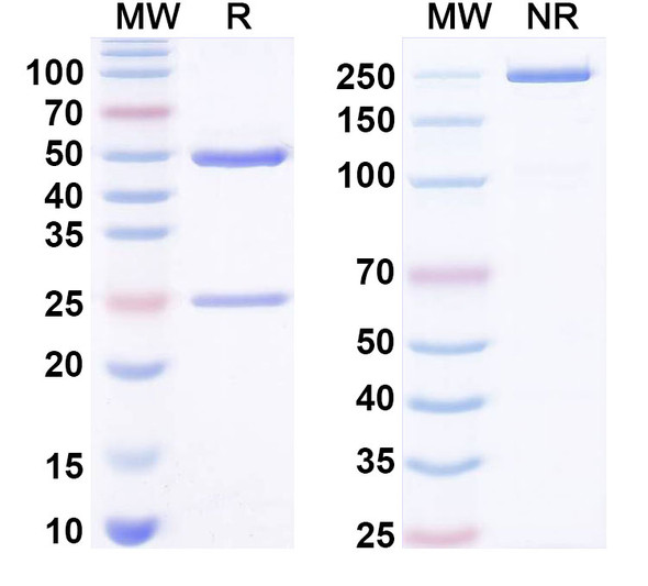 Anti-LPS/Lipopolysaccharide Recombinant Monoclonal Antibody (SAA0577) - SDS-PAGE