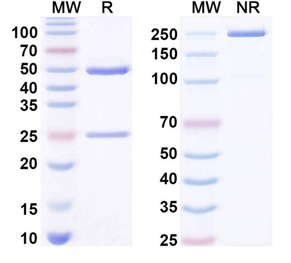 Anti-LPS/Lipopolysaccharide Recombinant Monoclonal Antibody (SAA0578) - SDS-PAGE