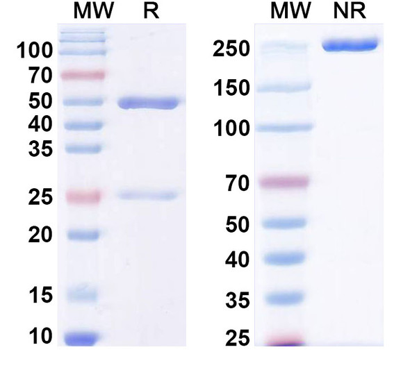 Anti-LPS/Lipopolysaccharide Recombinant Monoclonal Antibody (SAA0585) - SDS-PAGE