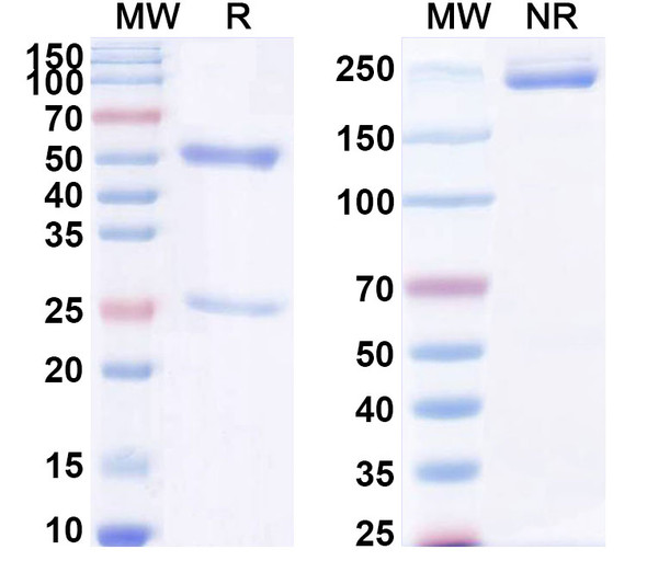 Anti-LPS/Lipopolysaccharide Recombinant Monoclonal Antibody (SAA0595) - SDS-PAGE