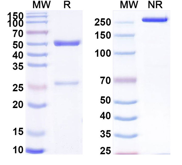 Anti-LPS/Lipopolysaccharide Recombinant Monoclonal Antibody (SAA0600) - SDS-PAGE