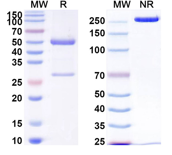 Anti-LPS/Lipopolysaccharide Recombinant Monoclonal Antibody (SAA0603) - SDS-PAGE
