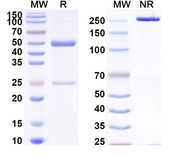 Anti-LPS/Lipopolysaccharide Recombinant Monoclonal Antibody (SAA0607) - SDS-PAGE