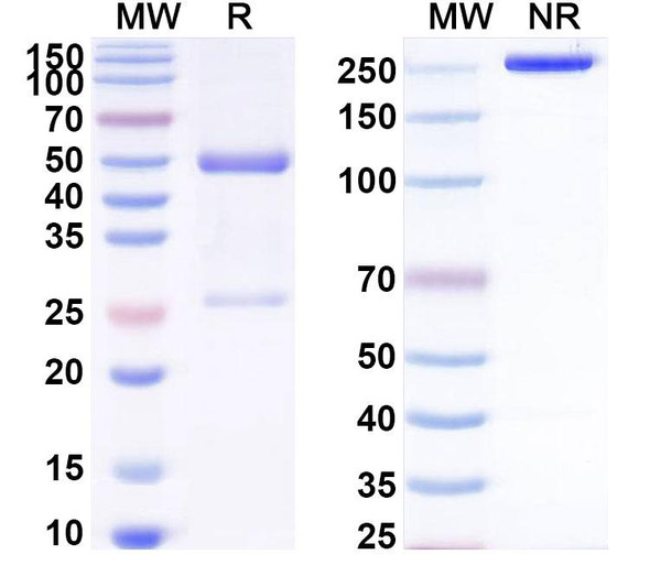 Anti-LPS/Lipopolysaccharide Recombinant Monoclonal Antibody (SAA0610) - SDS-PAGE