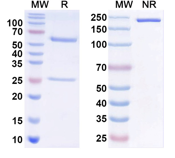 Anti-mitF/aspF1 Recombinant Monoclonal Antibody (SAA0654) - SDS-PAGE